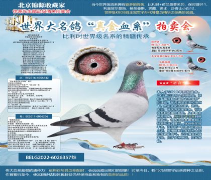 布魯克斯.尼爾斯原舍-19次記錄鴿“威爾森奔跑者”