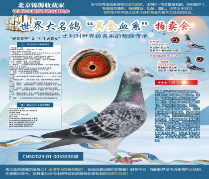 “好花直子”X“斗牛犬直女”23-0035530雄