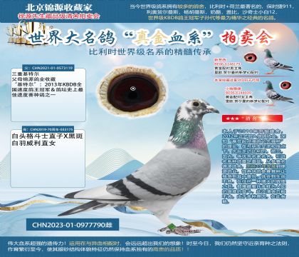 基特爾23-0977790雌