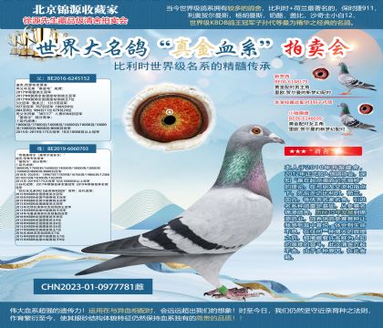 傳奇基特爾直女23-0977781雌