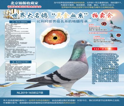 沙奇士.明諾吉奧帝原舍“灰天才”X“小白12號(hào)”的雙重孫代