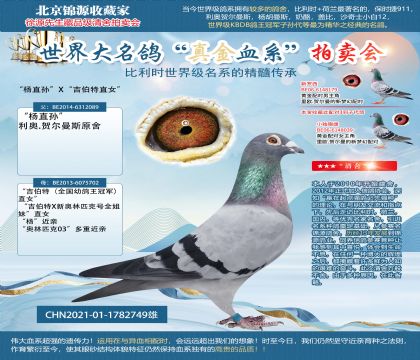 “楊直孫”X“吉伯特直女” 21-1782749雄