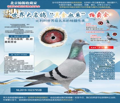 楊.胡曼斯原舍“灰巴龍X奧林匹克瑪格南” 直孫