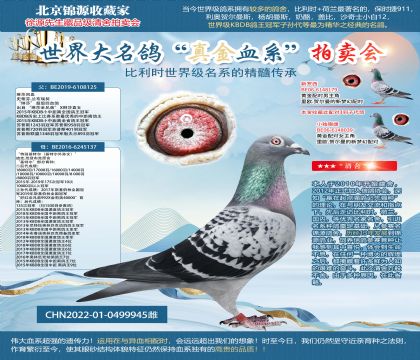 特別基特爾直女22-0499945雌