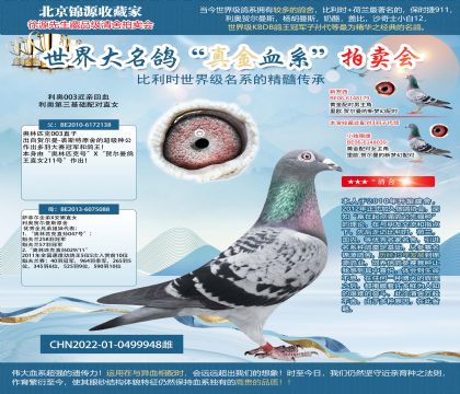 利奧003近親回血22-0499948雌