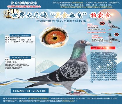 考夫曼小迪克21-1782743雄