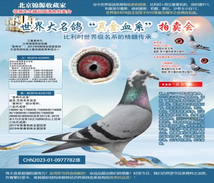 金環(huán):三重基特爾23-0977782雄