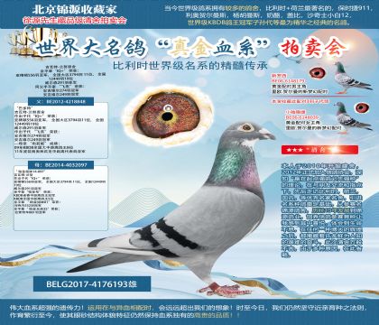 吉瓦特-蘭努原舍-“巴多特”X“ 鉑金姐妹14-097”