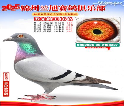 錦州堃旭A組五關(guān)鴿王16名
