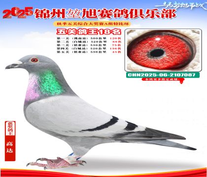 錦州堃旭A組五關(guān)鴿王18名