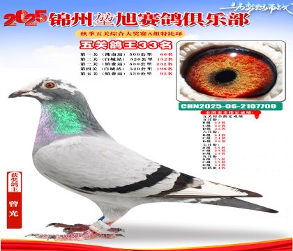 錦州堃旭A組五關(guān)鴿王33名