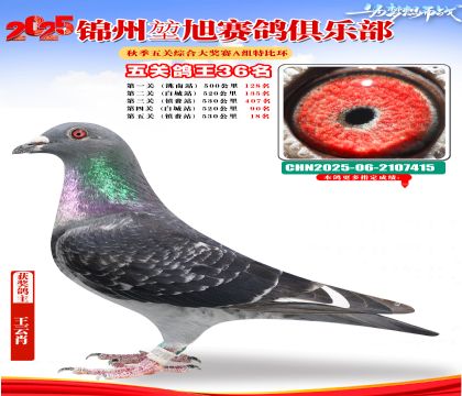 錦州堃旭A組五關(guān)鴿王36名