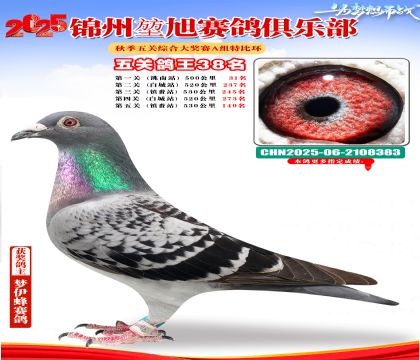 錦州堃旭A組五關(guān)鴿王38名