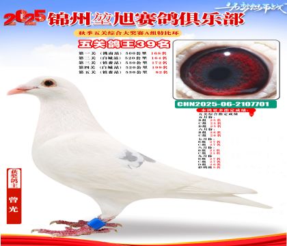錦州堃旭A組五關(guān)鴿王39名