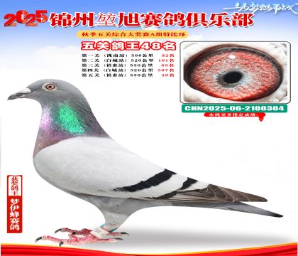 錦州堃旭A組五關(guān)鴿王48名