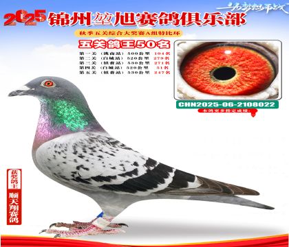 錦州堃旭A組五關(guān)鴿王50名