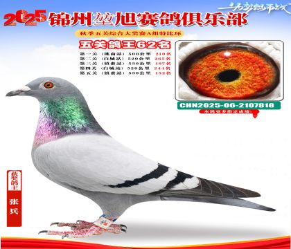 錦州堃旭A組五關(guān)鴿王62名
