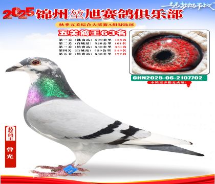 錦州堃旭A組五關(guān)鴿王63名