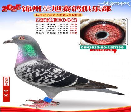 錦州堃旭A組五關(guān)鴿王64名