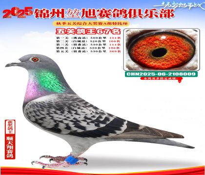 錦州堃旭A組五關(guān)鴿王67名