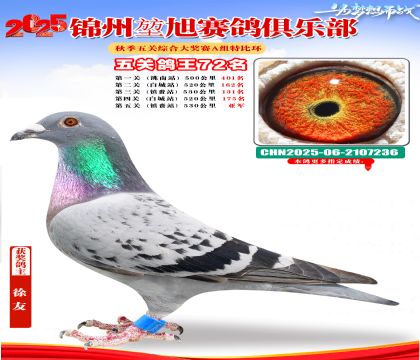 錦州堃旭A組五關(guān)鴿王72名