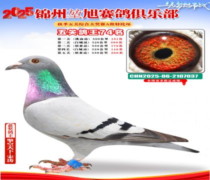 錦州堃旭A組五關(guān)鴿王74名