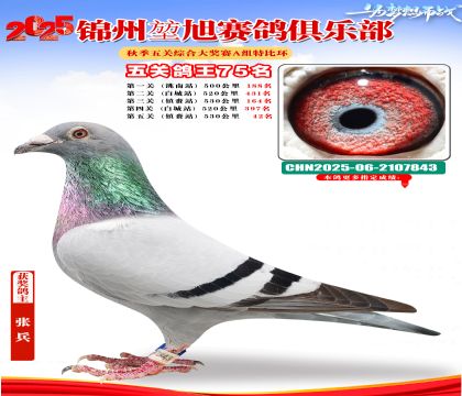 錦州堃旭A組五關(guān)鴿王75名