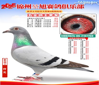 錦州堃旭B組五關(guān)鴿王季軍