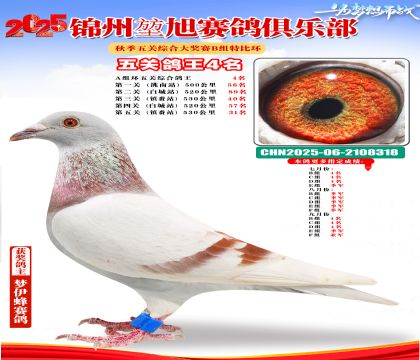 錦州堃旭B組五關(guān)鴿王4名
