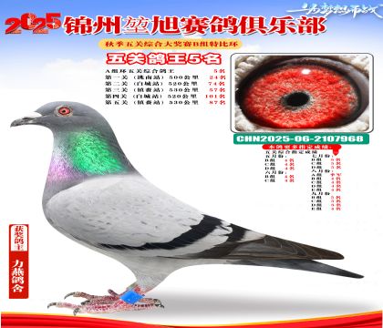 錦州堃旭B組五關(guān)鴿王5名