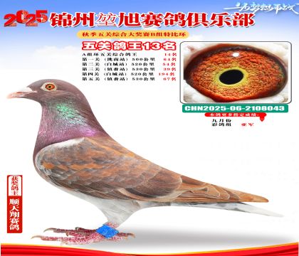 錦州堃旭B組五關(guān)鴿王13名