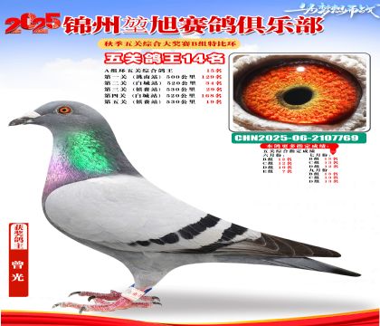 錦州堃旭B組五關(guān)鴿王14名