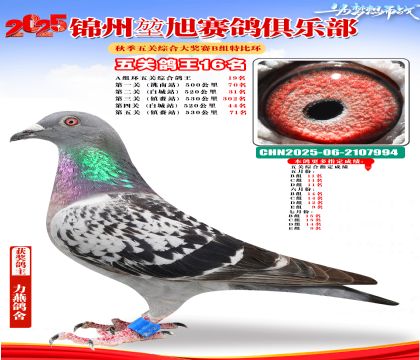 錦州堃旭B組五關(guān)鴿王16名