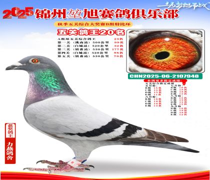 錦州堃旭B組五關(guān)鴿王20名