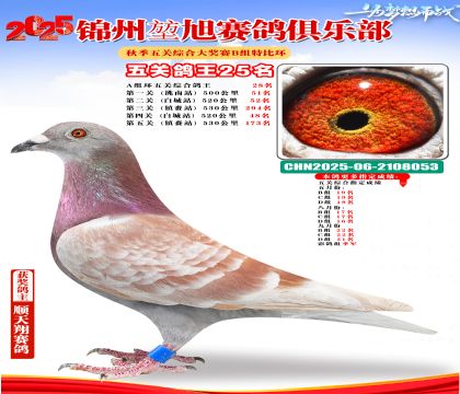錦州堃旭B組五關(guān)鴿王25名