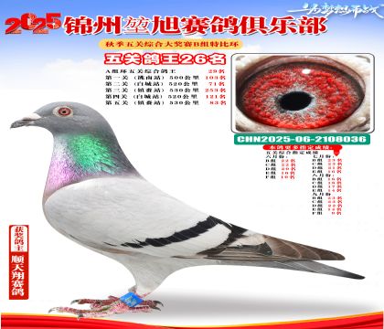 錦州堃旭B組五關(guān)鴿王26名
