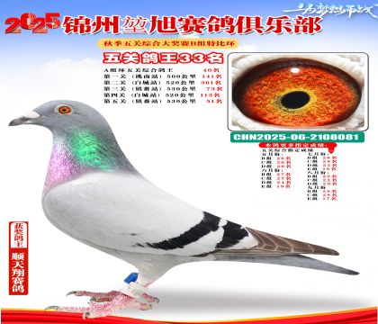 錦州堃旭B組五關(guān)鴿王33名