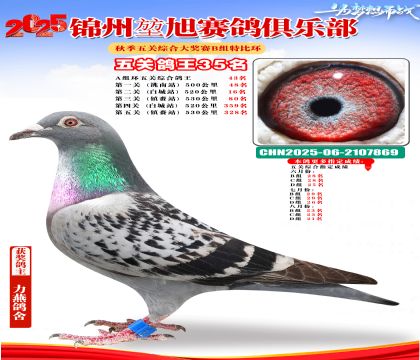 錦州堃旭B組五關(guān)鴿王35名