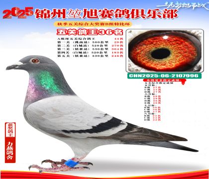 錦州堃旭B組五關(guān)鴿王36名
