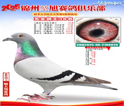 錦州堃旭B組五關(guān)鴿王38名