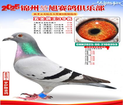 錦州堃旭B組五關(guān)鴿王39名