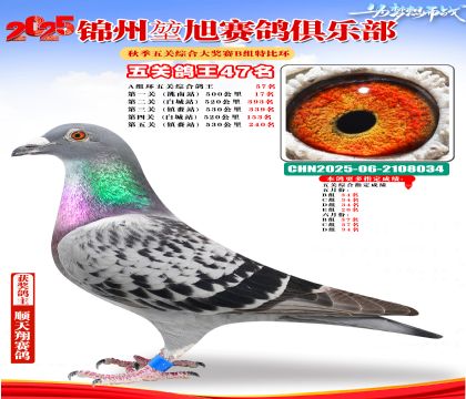 錦州堃旭B組五關(guān)鴿王47名