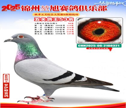 錦州堃旭B組五關(guān)鴿王53名