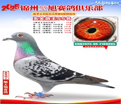 錦州堃旭B組五關(guān)鴿王55名