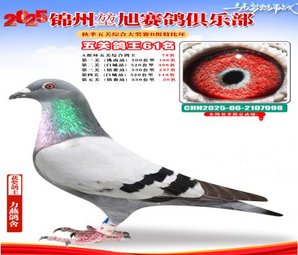 錦州堃旭B組五關(guān)鴿王61名