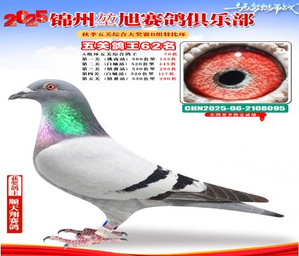 錦州堃旭B組五關(guān)鴿王62名