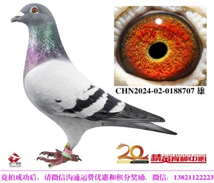 世界銘鴿”保時捷911“近親直孫