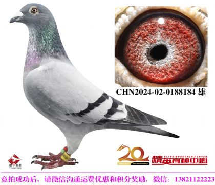 奶酪世界銘鴿”240“近親直孫