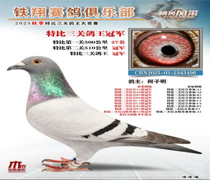鐵翔特比三關(guān)鴿王1名