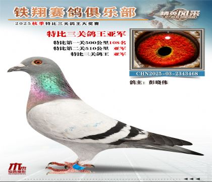 鐵翔特比三關(guān)鴿王2名